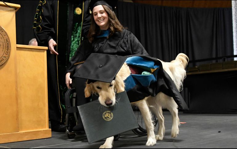 La junta directiva de la institución en Potsdam, Nueva York, honró al perro de raza golden retriever de 4 años. AP / S. Jacobs