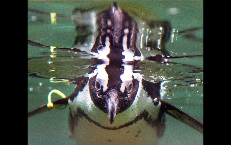 Un pingüino nada en la alberca de su recinto en el zoológico de Kronberg, Alemania. AP/M. Probst
