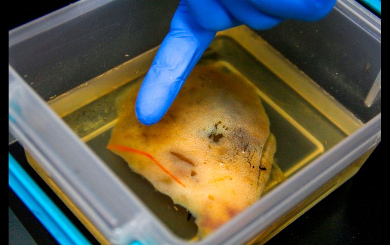 La fórmula permite mejorar el aspecto de la piel y los órganos y descubrir tatuajes, cicatrices, lunares y lesiones.