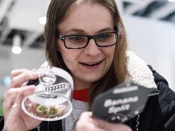 Canadienses han denunciado casos en los que han sido rechazados en la frontera con Estados Unidos al reconocer que consumen la planta. AP/Archivo