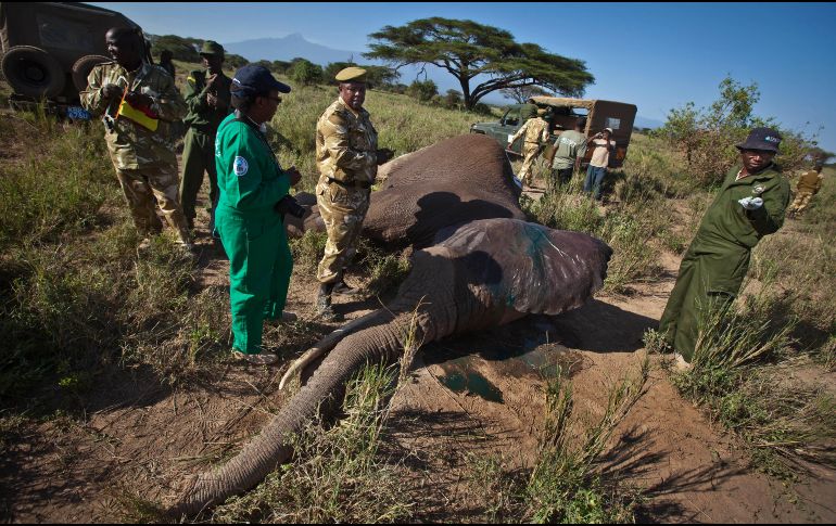 Las intoxicaciones podrían deberse a un acto de venganza cometido por granjeros y agricultores próximos a esta área, ya que los animales invaden de forma constante sus granjas y destruyen sus cultivos. AP / ARCHIVO