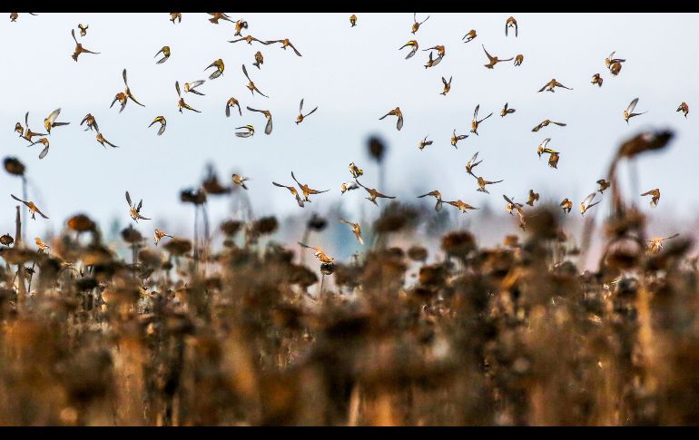 Aves buscan comida sobre un campo de girasoles marchitos en la ciudad alemana de Heiligkreuztal. AFP/dpa/T. Warna