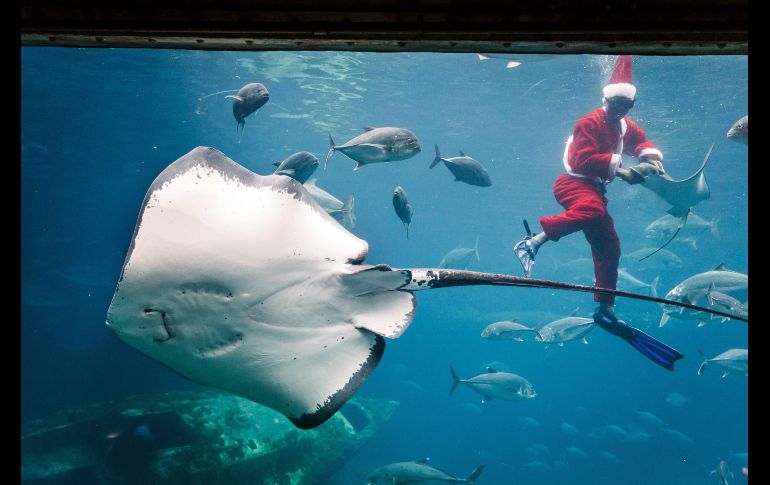 El buzo Jerry Ntombela, vestido como Santa Claus, alimenta a peces en el parque Mundo Marino uShaka en Durban, Sudáfrica. AFP/R. Jantilal