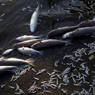 Toneladas de peces mueren en laguna de Río de Janeiro