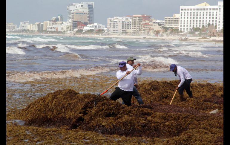 Voluntarios de la Secretaría de Medio Ambiente retiran algas sargazo en playas de Cancún, Quintana Roo, el 22 de junio. EFE/A. Cupul