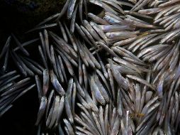 El mundo en imágenes del 21 de diciembre de 2018