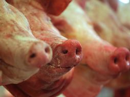 Autoridades activan el protocolo de respuesta de emergencia para aislar, sacrificar y desinfectar a los cerdos enfermos. EFE / ARCHIVO