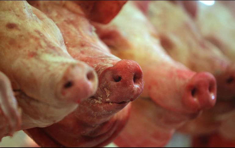 Autoridades activan el protocolo de respuesta de emergencia para aislar, sacrificar y desinfectar a los cerdos enfermos. EFE / ARCHIVO