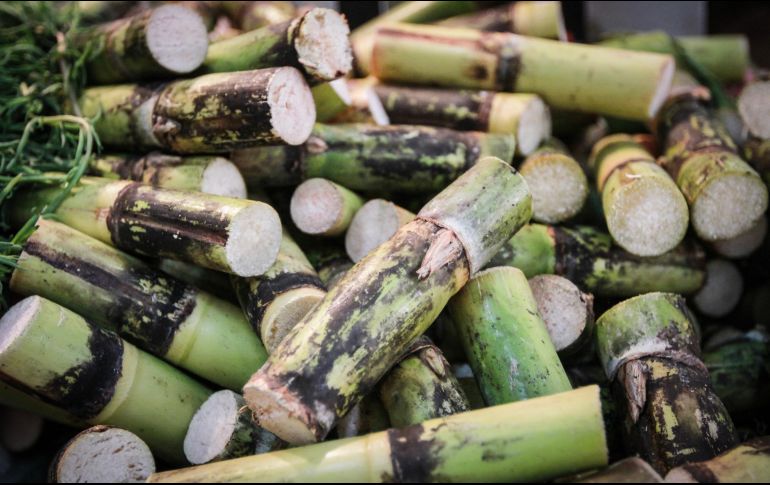 La caña tiene cualidades diuréticas, tónicas, depurativas, cicatrizantes y reconstituyentes, además de ayudar en el tratamiento de enfermedades respiratorias como la tos y el resfriado. NTX / ARCHIVO