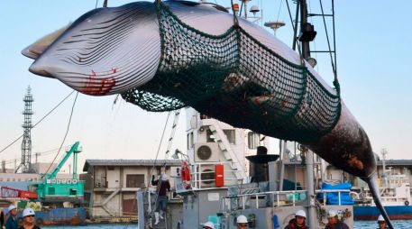 Los balleneros nipones reanudarán sus actividades en sus aguas territoriales y en su zona económica exclusiva. AP/Kyodo News