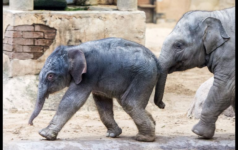 Un elefante bebé juega con su medio hermano en su recinto del zoológico Hagenbecks Tierpark, en la ciudad alemana de Hamburgo. AFP/DPA/D. Bockwoldt