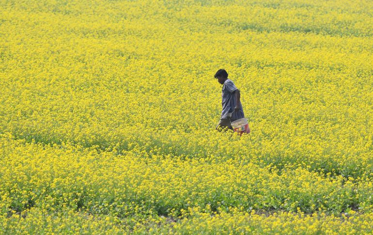 Un campesino trabaja en su cultivo de mostaza en Mayong, India. AFP/B. Boro
