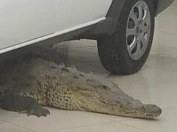 Autoridades señalan que el cocodrilo no causó daños. ESPECIAL