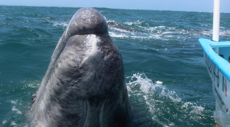 Francia planea continuar con los intercambios con Japón para encontrar una solución para proteger a los mamíferos. NTX / ARCHIVO