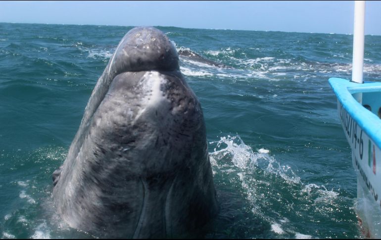 Francia planea continuar con los intercambios con Japón para encontrar una solución para proteger a los mamíferos. NTX / ARCHIVO