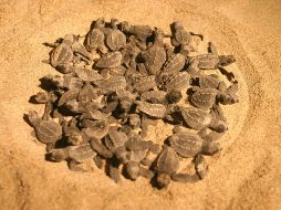 Recomiendan a turistas avisar a las autoridades cuando localicen nidos, para garantizar el resguardo de las especies. EL INFORMADOR/ARCHIVO