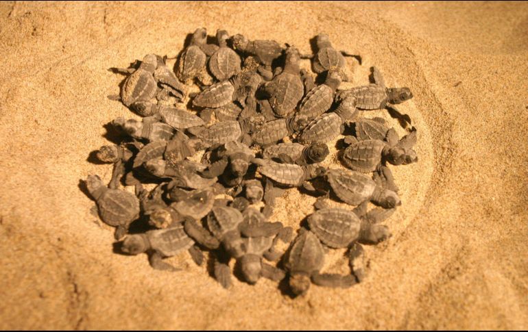 Recomiendan a turistas avisar a las autoridades cuando localicen nidos, para garantizar el resguardo de las especies. EL INFORMADOR/ARCHIVO