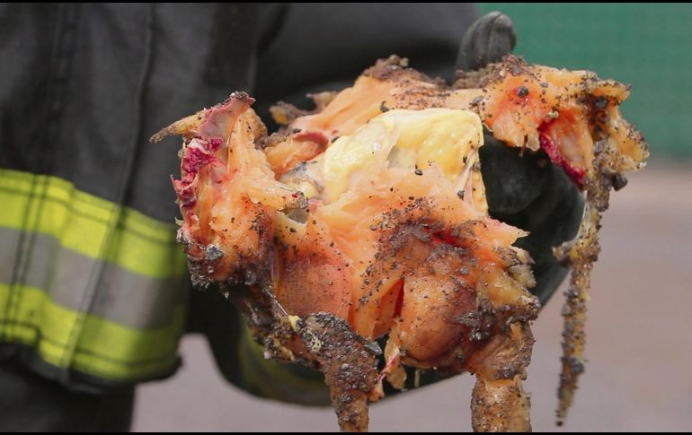 Protección Civil de Guadalajara mostró el peligro que representa manipular pirotecnia. En la secuencia de imágenes se muestra el daño que un barreno (relleno de pólvora u otra materia explosiva) hace a una pieza de pollo. Este ejemplo sirve para demostrar lo que haría al cuerpo de una persona. EL INFORMADOR/E. Jaramillo