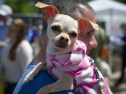 Según el especialista del Departamento de Etología de la Facultad de Medicina Veterinaria y Zootecnia (FMVZ) de la UNAM, Alberto Tejeda, estos animales tienen una tendencia a la agresividad. AFP / ARCHIVO