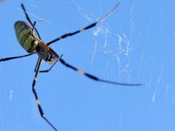 El tratamiento para una fobia es la terapia de exposición y la psicoterapia específica. No es necesario tomar medicamentos. AFP / ARCHIVO