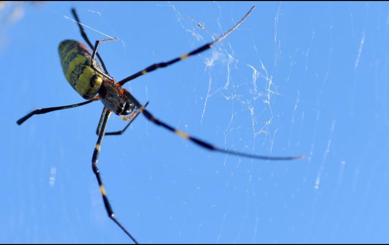 El tratamiento para una fobia es la terapia de exposición y la psicoterapia específica. No es necesario tomar medicamentos. AFP / ARCHIVO