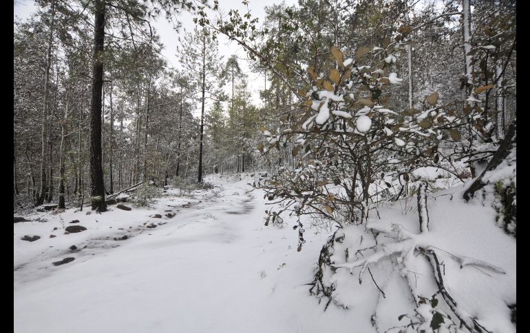 La sierra nevada en Guanaceví. Además de este municipio, para este miércoles se pronosticaba la posible caída de nieve y aguanieve en zonas altas de los municipios duranguenses de San Dimas y Pueblo Nuevo.
