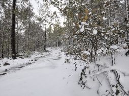 Fotogalería: Nieve cubre zonas de Durango y Sonora