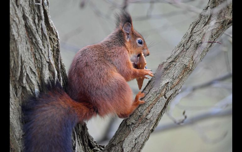 Una ardilla come un panecillo en un jardín de Bruselas, Bélgica. AFP/E. Dunand