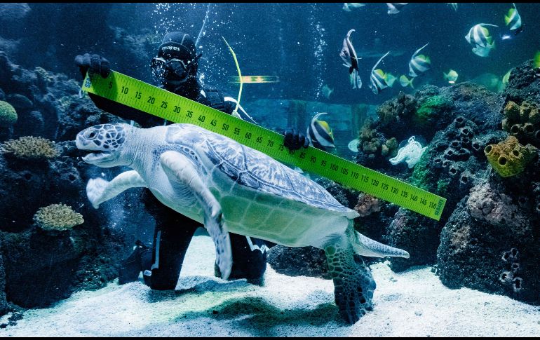 El buzo Oliver Volz mide a una tortuga marina en el acuario SeaLife de la ciudad alemana de Timmendorfer Strand. AFP/DPA/M. Sholz