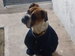 En plataformas sociales se ha señalado que el animal habría muerto cuando desconocidos le colocaron pirotecnia en su plato de alimento, el cual estalló. ESPECIAL /