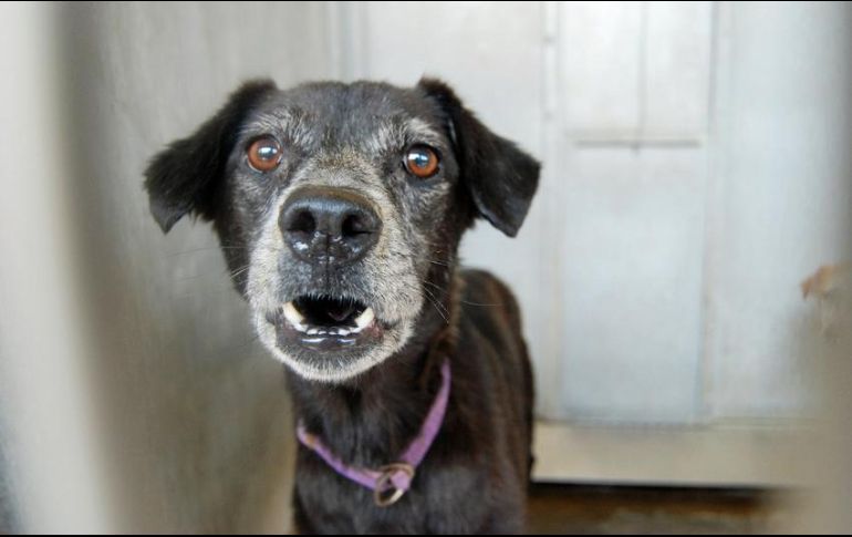 Al perrito se le están practicando exámenes para detectar la posible presencia de parásitos. Será alojado en el centro por unos días y luego ofrecido en adopción. AP / ARCHIVO