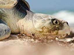 La tortuga lora se encuentra en la lista roja de animales amenazados, publicada por la Unión Internacional para la Conservación de la Naturaleza (UICN).  NTX / ARCHIVO