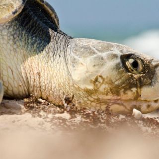 Realizan evaluaciones genéticas para salvar a la tortuga lora