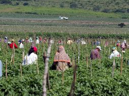 No obstante, comentó que habrá que conocer las zonas con problemas de desabasto de combustibles para determinar el daño preciso al campo. EL INFORMADOR/ ARCHIVO