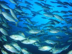 Este fallo hace más estricta la regulación, y el producto mexicano no podría ofrecerse en las tiendas de autoservicio estadounidenses. ESPECIAL