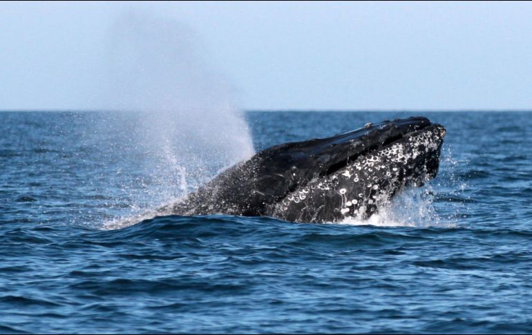 Japón dio a conocer en diciembre que se iba a retirar de la Comisión Ballenera Internacional y a reanudar la captura comercial de ballenas en julio. NTX / ARCHIVO