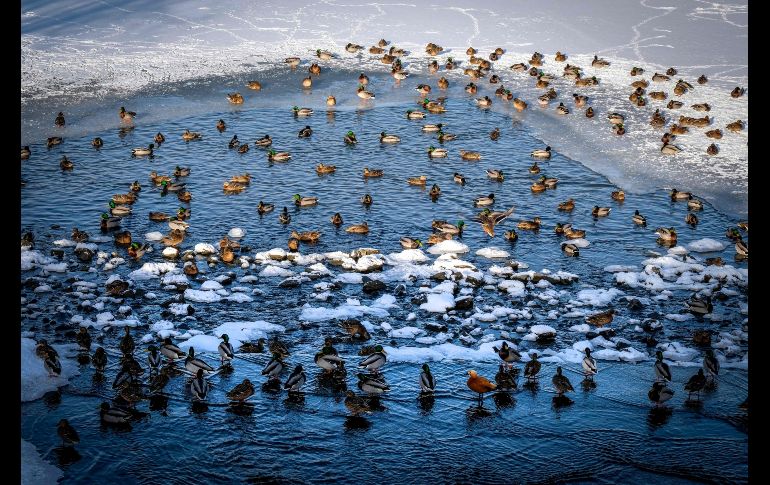 Varios hombres se bañan en agua helada durante una ceremonia en el Santuario Teppozu Inari en Tokio, Japón, con la cual buscanr purificar su cuerpo y alma para el año nuevo. EFE/C. Jue