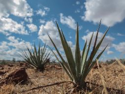 Estados Unidos lideró el top 10 de países a los que más tequila se exportó. EL INFORMADOR/ARCHIVO