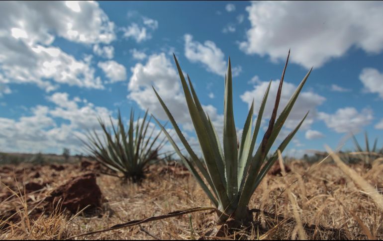 Estados Unidos lideró el top 10 de países a los que más tequila se exportó. EL INFORMADOR/ARCHIVO