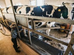 La leche es uno de los cinco productos que serán beneficiados con el precio de garantía. EL INFORMADOR