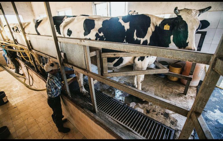 La leche es uno de los cinco productos que serán beneficiados con el precio de garantía. EL INFORMADOR