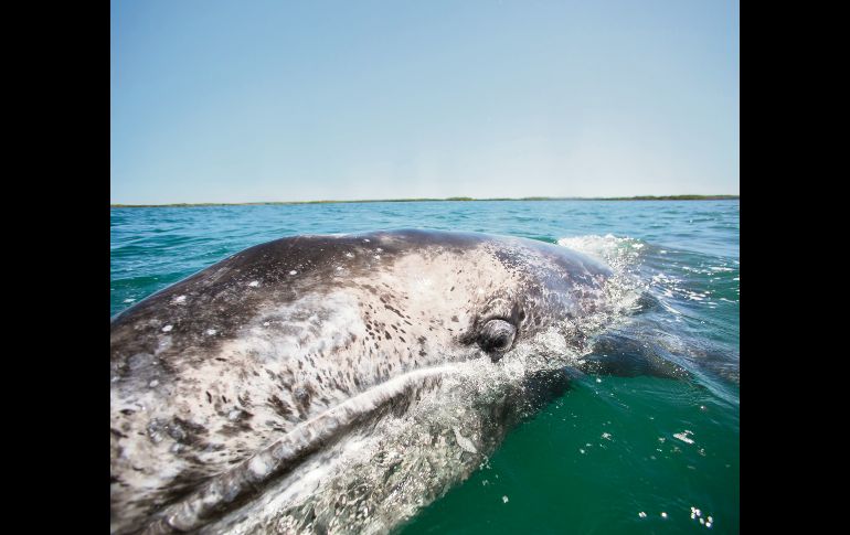 Majestuosa. La ballena gris, de vuelta a “casa”.