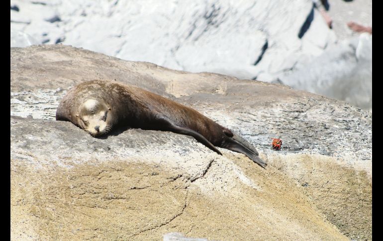 Lobos marinos. Otro habitante de las aguas sudcalifornianas.