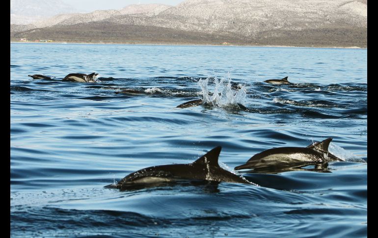 Delfín hasta el fin. El mamífero encontró en BCS un hogar.