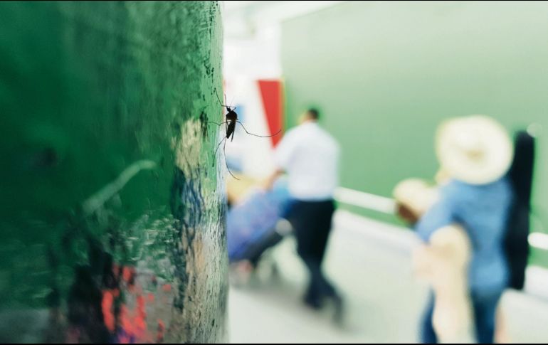 Aún en la temporada de frío, los moscos siguieron propagándose y la enfermedad también. EL INFORMADOR / A. Camacho