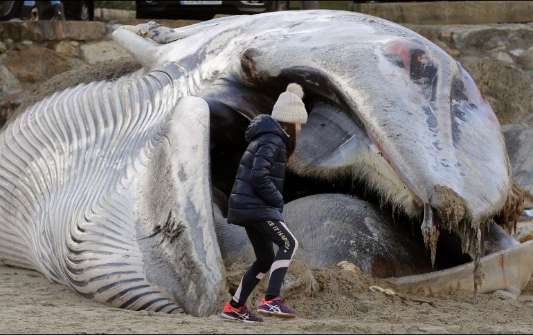 Una ballena de 17 metros que apareció ayer muerta en una playa de la población española Ponteceso se ha convertido este domingo en atracción de los visitantes, a la espera que se pueda retirar el cuerpo, cuyo esqueleto se conservará, según ha declarado el alcalde de este municipio, Lois García Carballido. EFE/Lavandeira jr