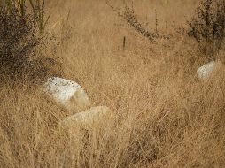 El combustible asegurado y los contenedores fueron puestos a disposición del Ministerio Público de la Federación, quien se hará cargo de las investigaciones pertinentes. EL INFORMADOR/ARCHIVO