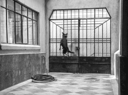 La historia del rescate de 