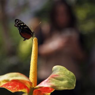 Aumenta la presencia de mariposas monarca en bosques mexicanos