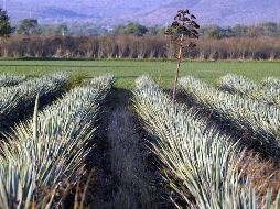 Financiera Nacional de Desarrollo, el Fideicomiso de Riesgo Compartido, el Fondo de Capitalización e Inversión del Sector Rural y Agroasemex. EL INFORMADOR/Archivo